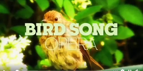 Ptasie śpiewy
